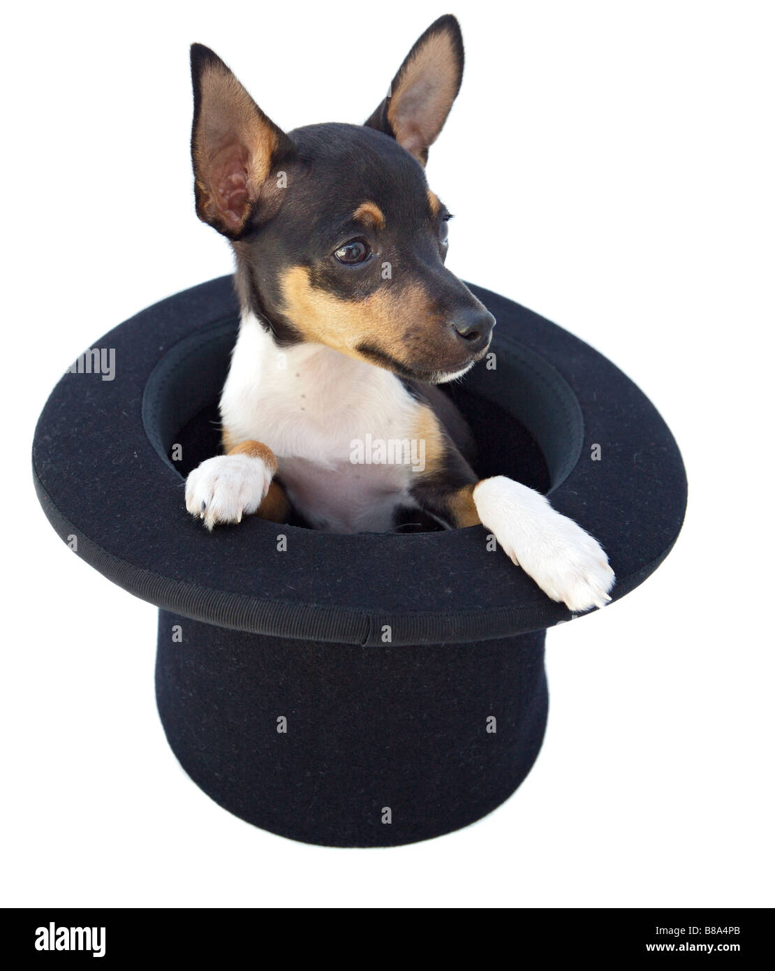 Petit chien dans un chapeau de magicien sur un fond blanc Banque D'Images