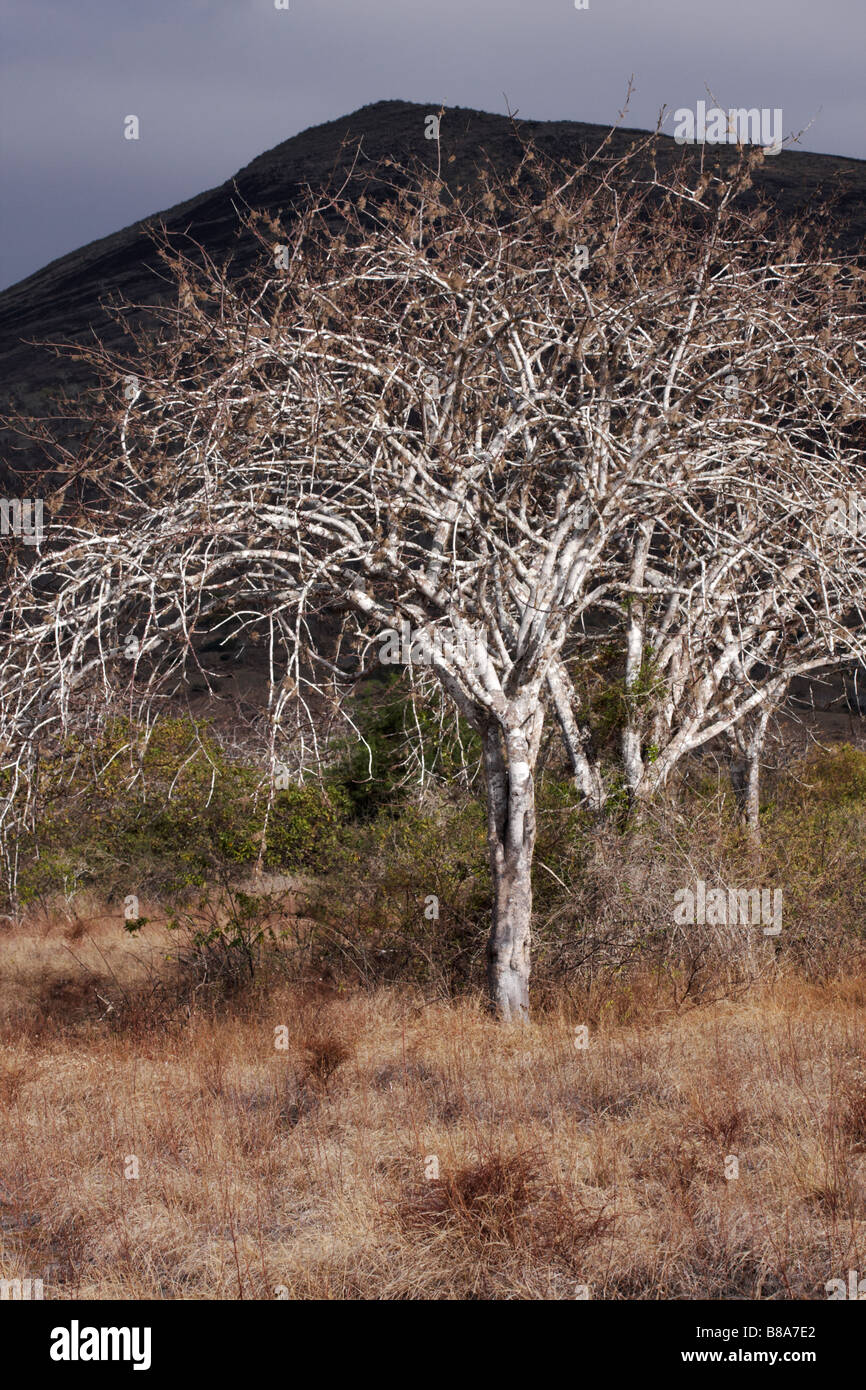 Santa Bursera graveolens arbres Palo à Puerto Egas, l'île de Santiago, Galapagos Équateur en Septembre Banque D'Images