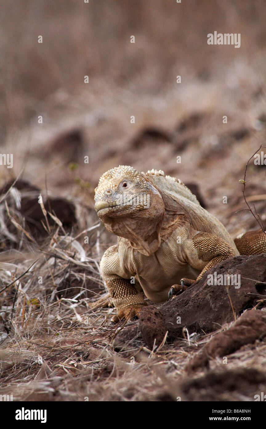 Santa Fe, Conolophus pallidus iguane terrestre, rampant sur le sol à l'île de Santa Fe, îles Galapagos, en Équateur en Septembre Banque D'Images