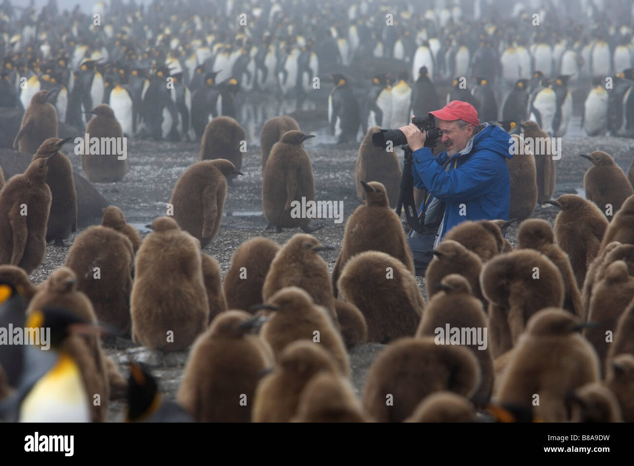 Tourist photographing King Penguin chicks l'étoupe (garçons), Gold Harbour, South Georgia Island Banque D'Images