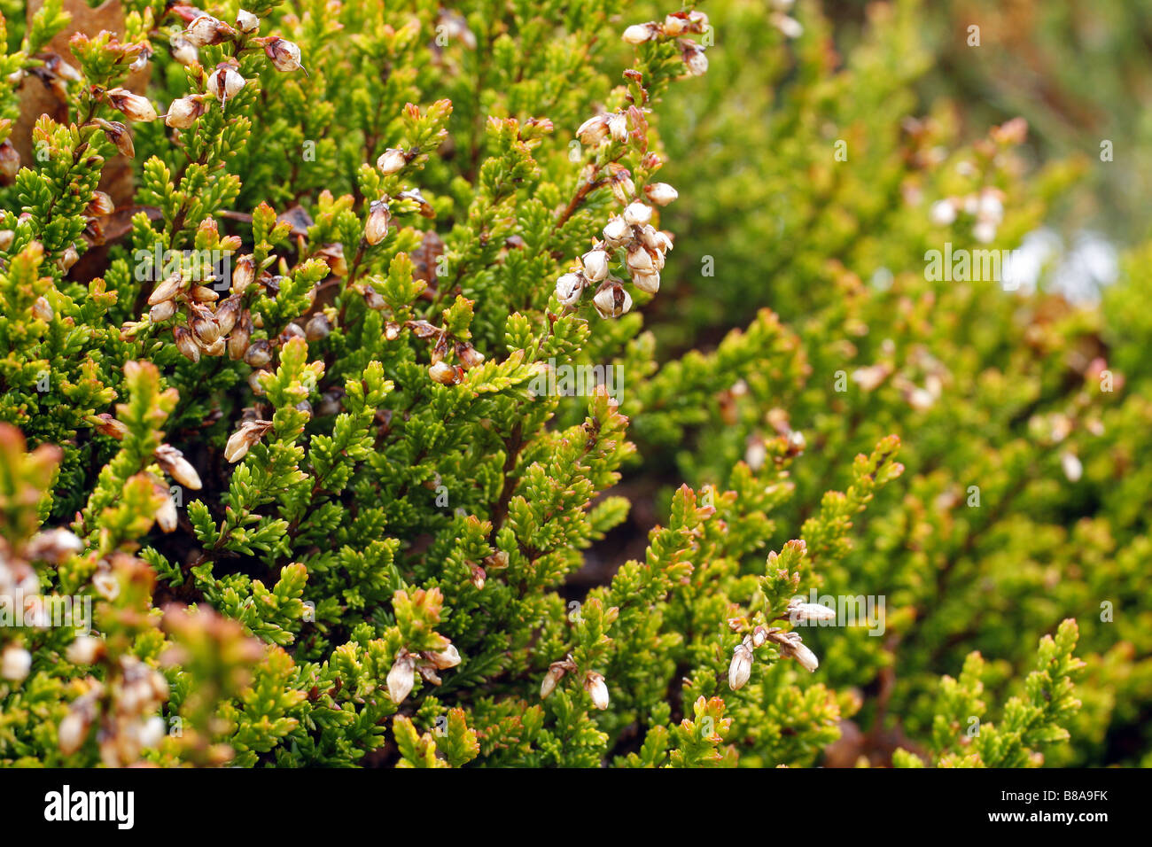 CALLUNA VULGARIS ATHOLL OR PENDANT L'hiver sur les RHS WISLEY GARDEN UK Banque D'Images