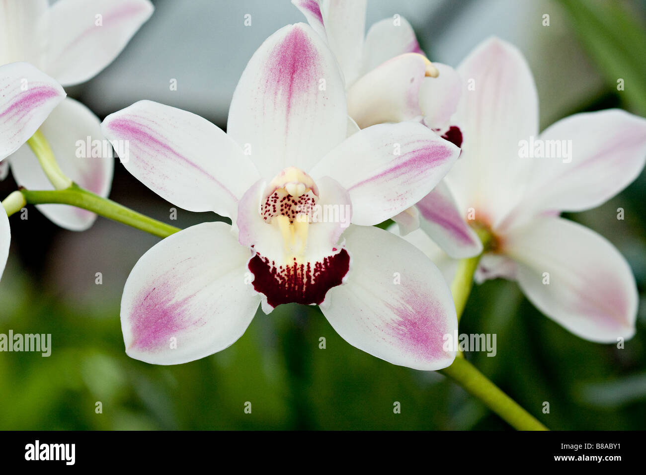 Une photo d'Orchidées Banque D'Images