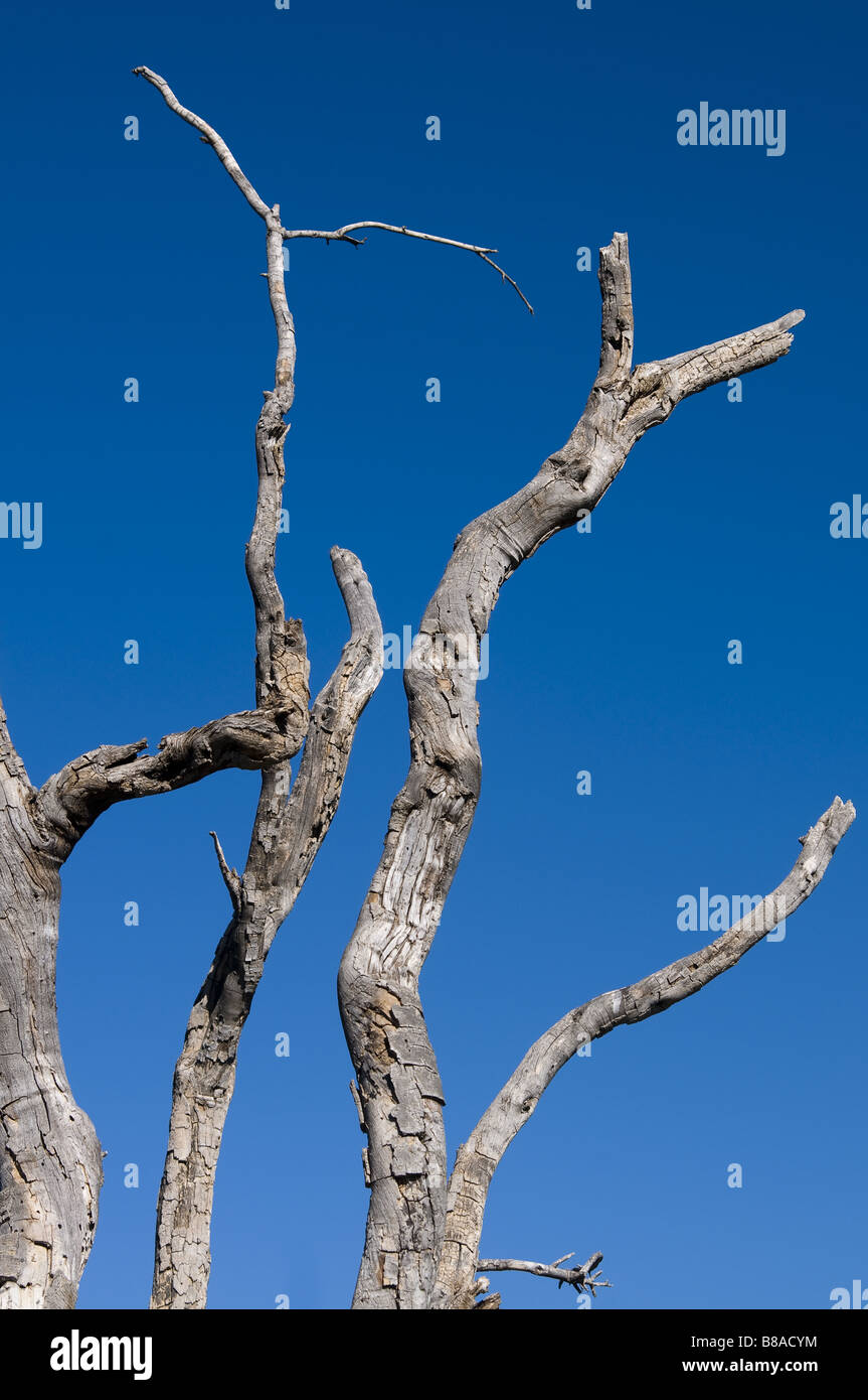 Un arbre mort dans les Superstition Désert, Apache Junction, Arizona Banque D'Images