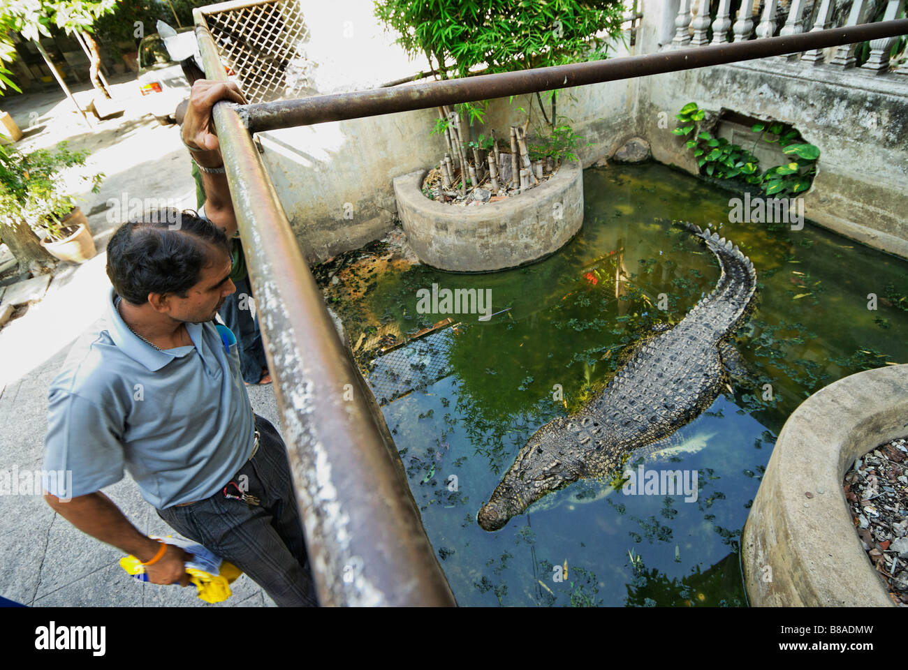 Boîtier en crocodile Wat Ratchaburana temple bouddhiste en Thaïlande à Bangkok quartier Pahurat Banque D'Images