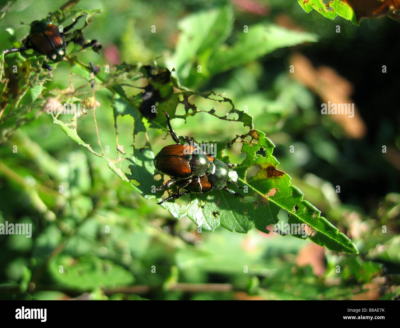 Une paire de scarabées japonais Popillia japonica l'accouplement. Banque D'Images