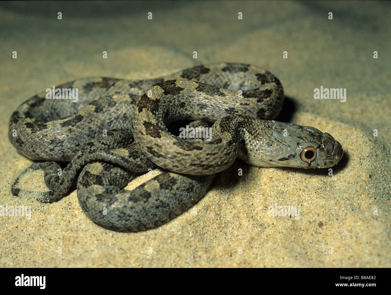 Serpent Rat jaune (Elaphe obsoleta quadrivittata), USA Banque D'Images