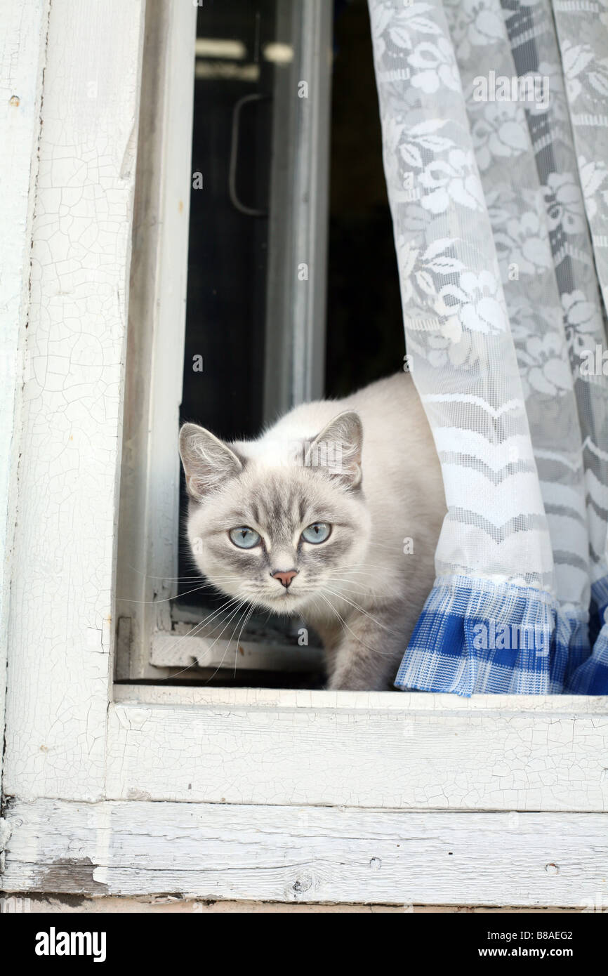 Un chat à la fenêtre. Salehard, Yamal, la Russie. Banque D'Images