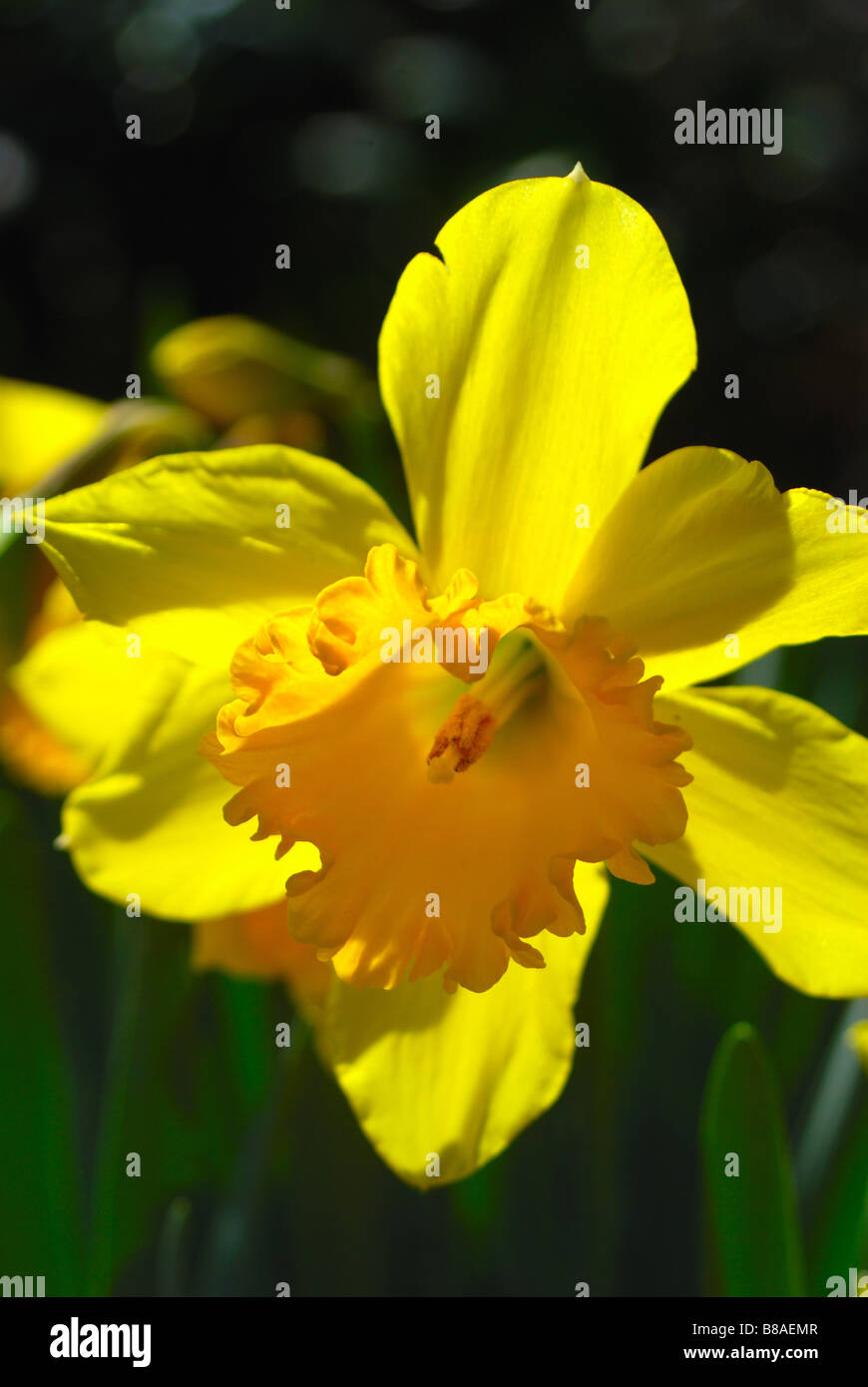 Narcissus pseudonarcissus (jonquille jaune) Banque D'Images