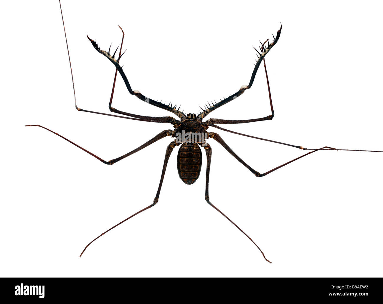 (Amblypygid Whipscorpion sans queue) Banque D'Images