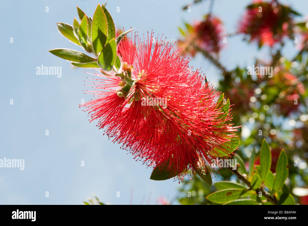 Arbre pohutukawa Banque de photographies et d’images à haute résolution