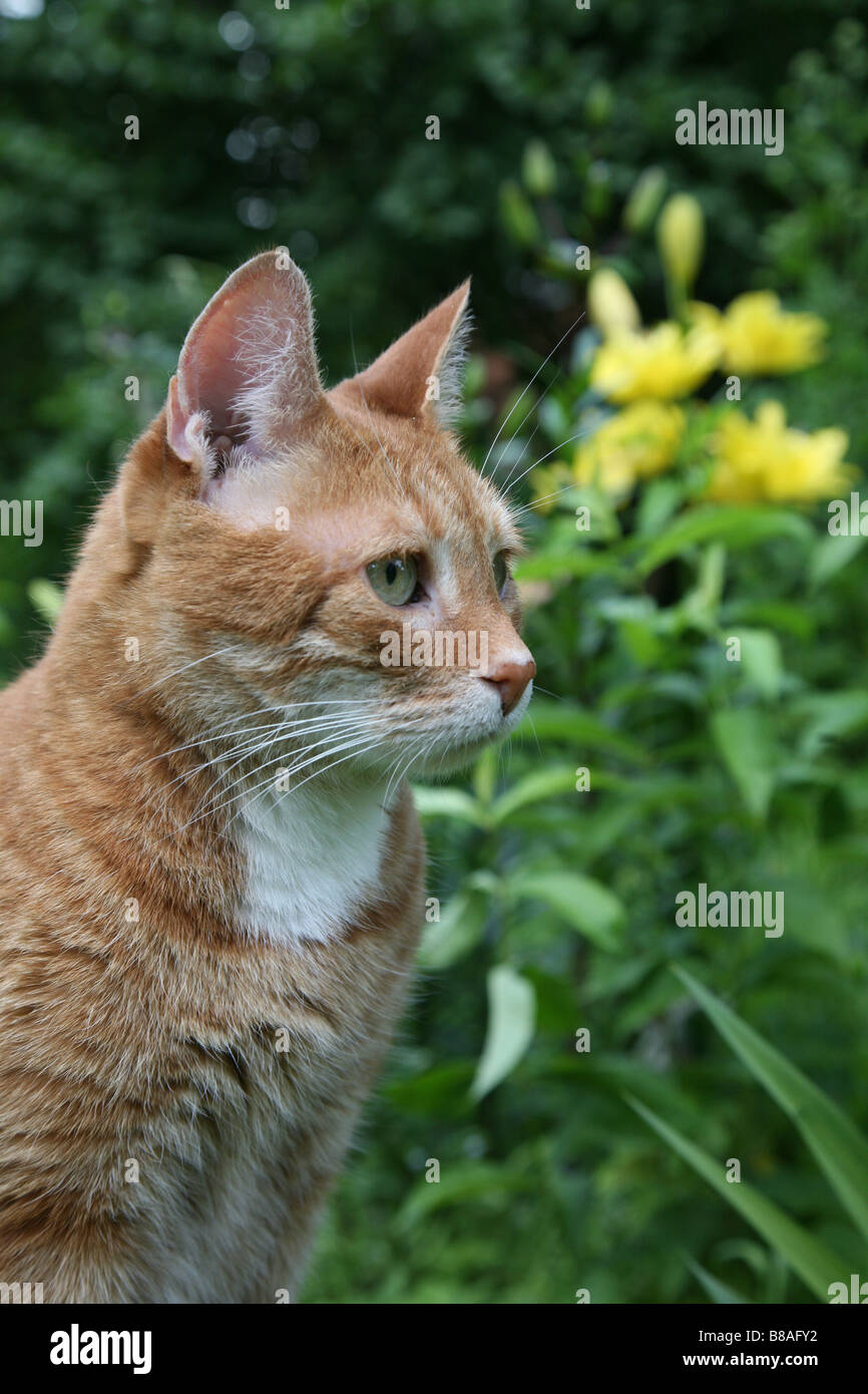 Chat rouge dans un jardin. Banque D'Images
