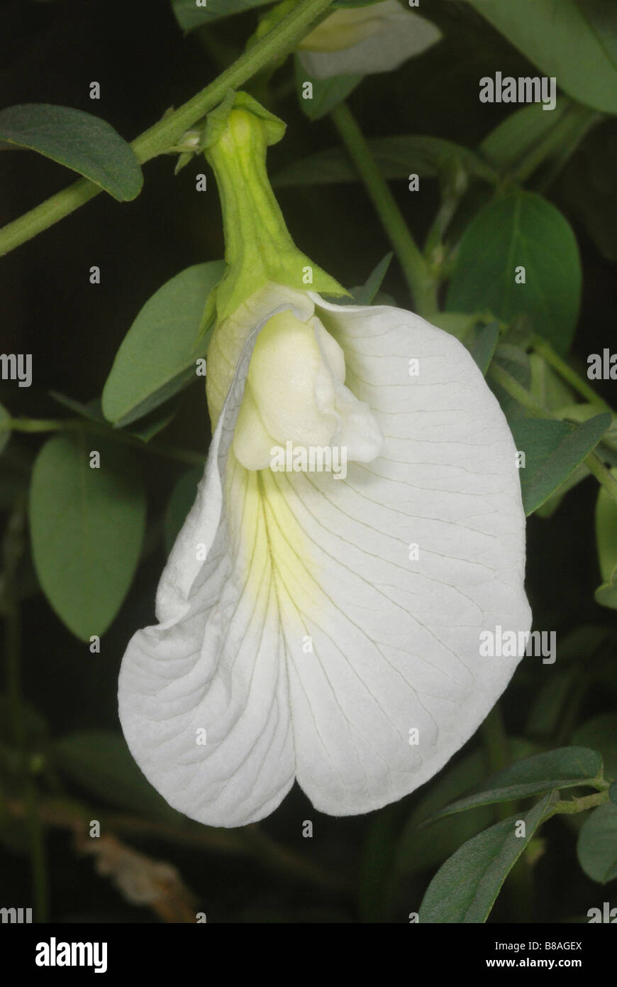 Clitoria ternatea pois papillon fleur. Les fleurs sont présentées à l'envers. Utilisé en médecine ayurvédique comme un accroissement de la mémoire Banque D'Images