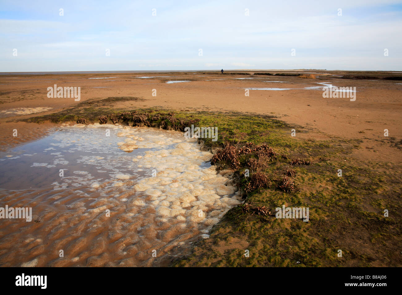 La prolifération des algues dans le bassin de marée sur les marais salés à Stiffkey, Norfolk, Royaume-Uni. Banque D'Images