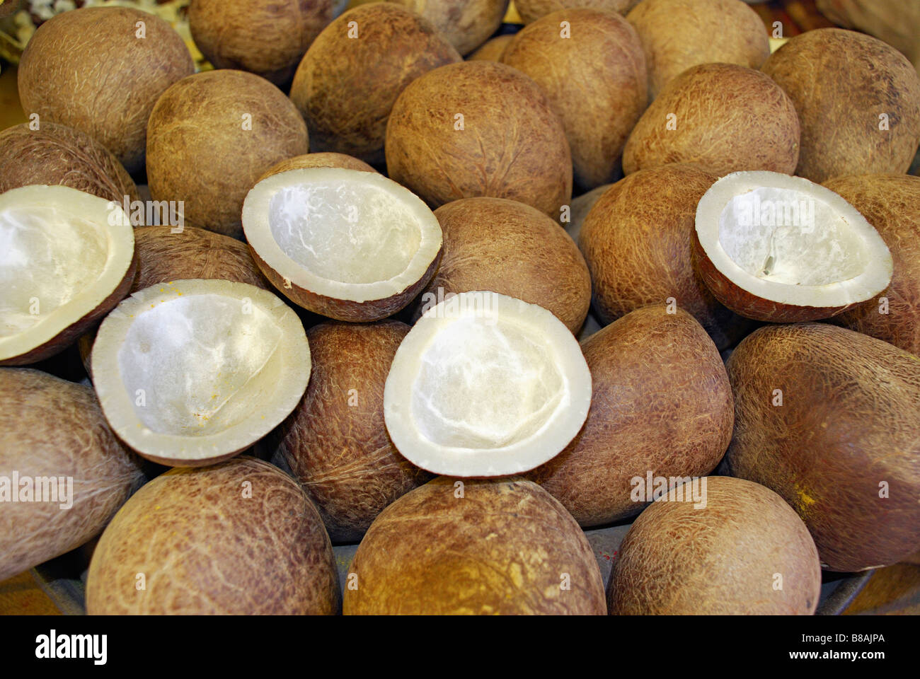 La noix de coco sèche. Cocos nucifera, utilisé pour la cuisson et à l'huile. Banque D'Images
