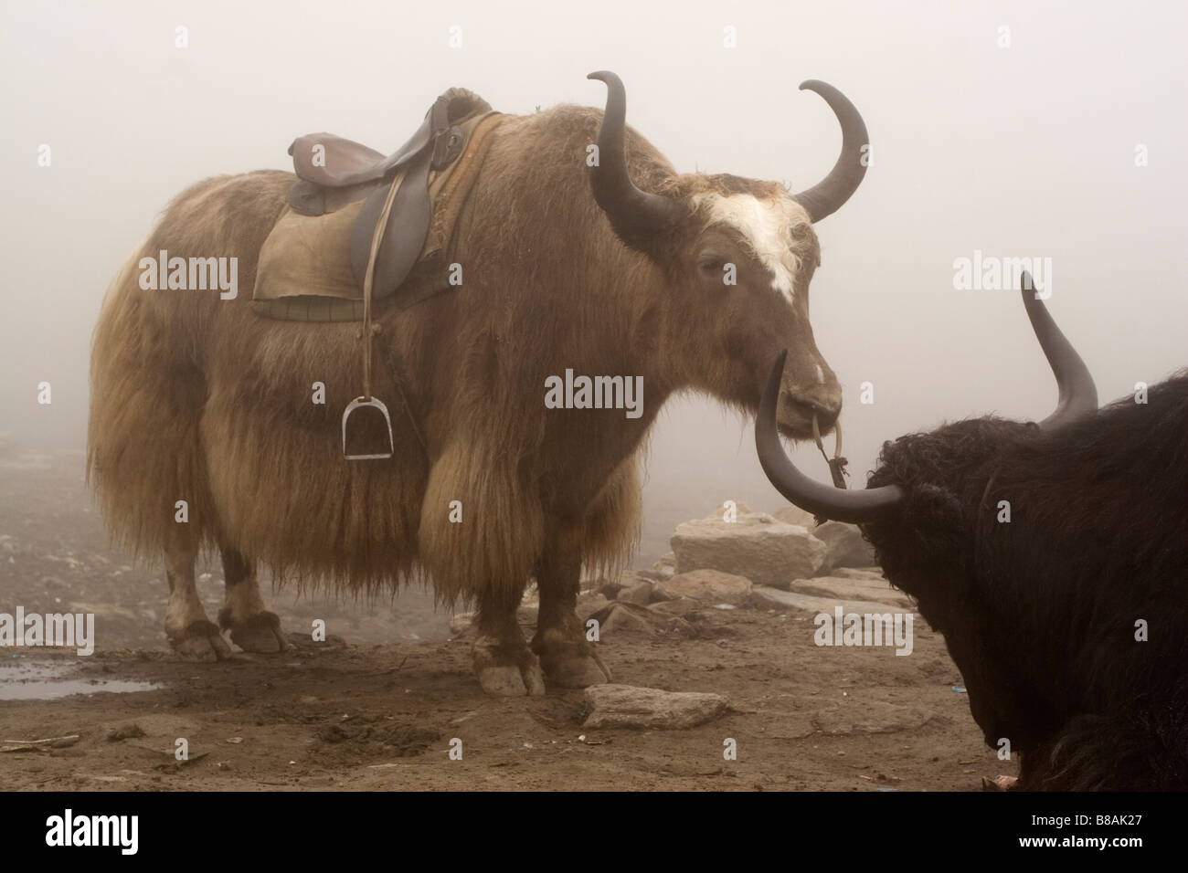Les yacks sur le Rohtang dans l'Himachal Pradesh en Inde du nord. Banque D'Images
