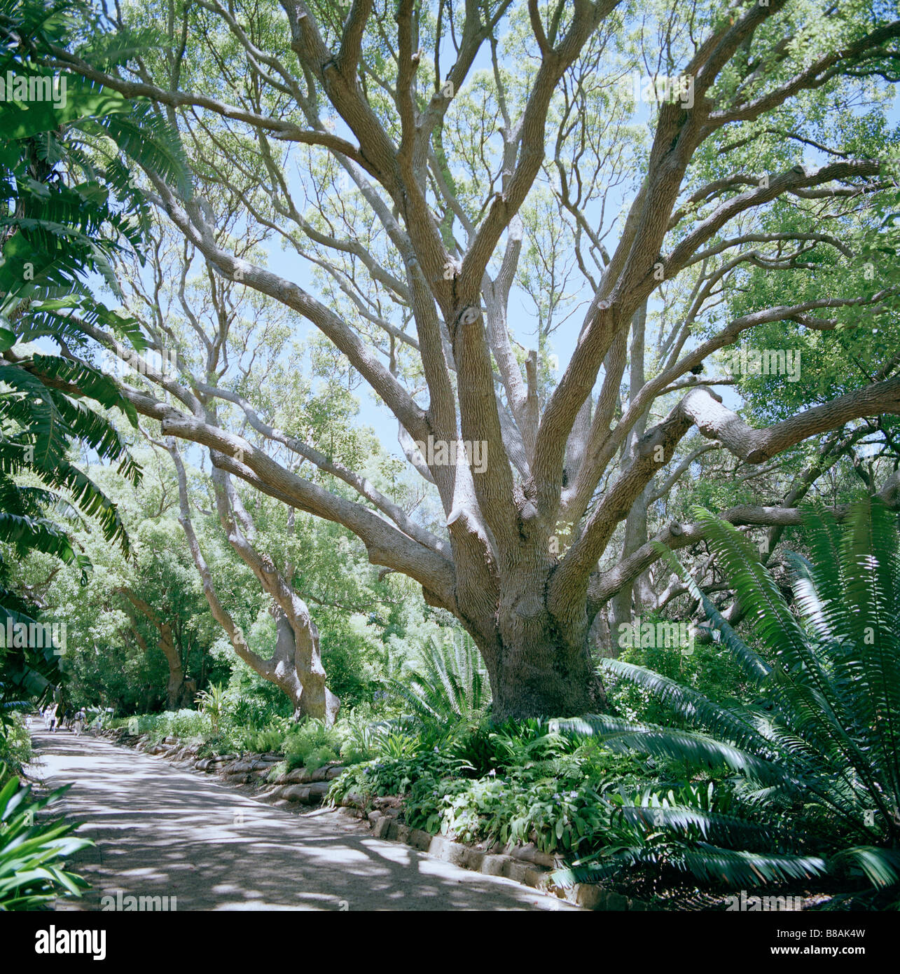 Camphor avenue au jardin botanique de Kirstenbosch à Cape Town en Afrique du Sud en Afrique subsaharienne. horticulture biologie botanique Jardin nature plantes Banque D'Images