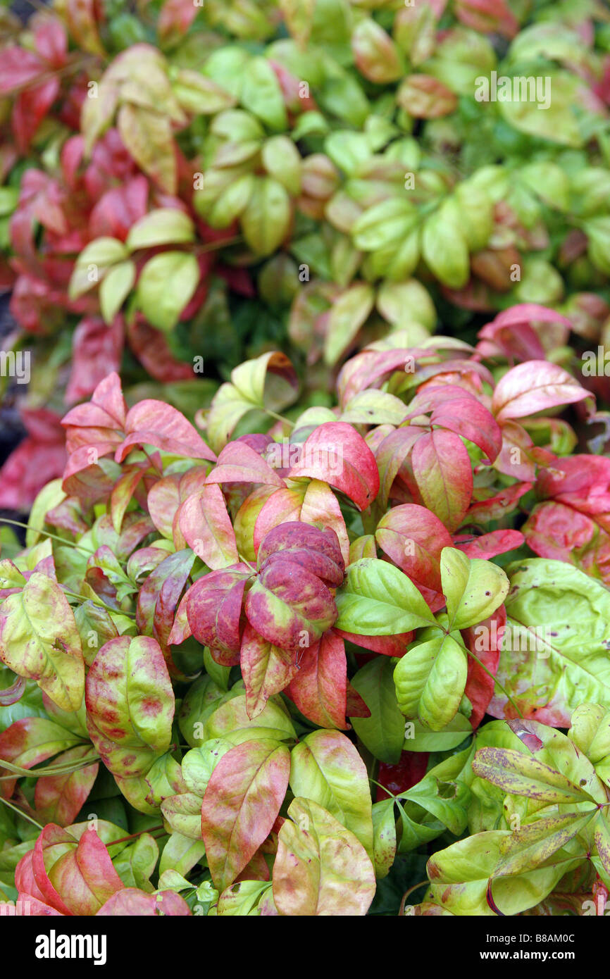 La Nandina domestica FIRE POWER AGA À RHS WISLEY GARDEN UK Banque D'Images