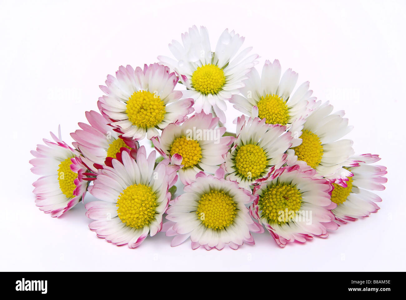 Daisy 01 Gänseblümchen Banque D'Images