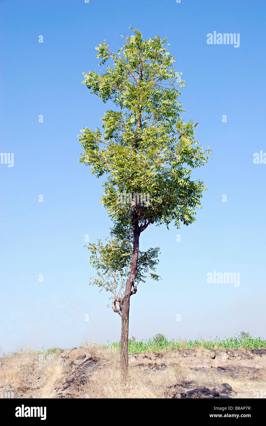 Arbre de neem avec ciel bleu, Jejuri, Maharashtra, Inde. Azadirachta indica. Utilisé à la fois pour les produits cosmétiques et la médecine ayurvédique Banque D'Images