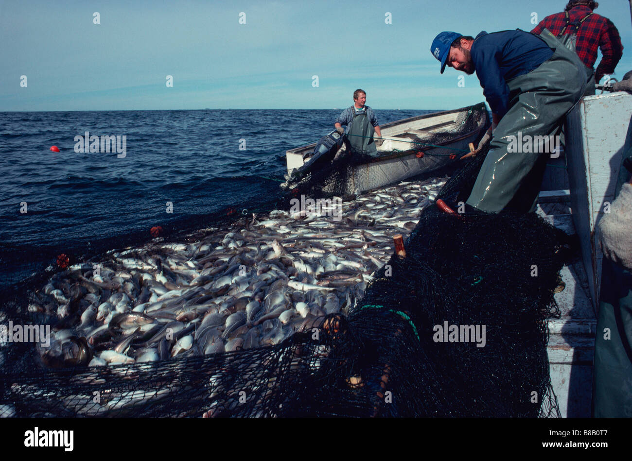 FV3603, Gordon Peterson ; les pêcheurs de morue Transport piège, près de Fogo, l'île de Fogo, NF Banque D'Images