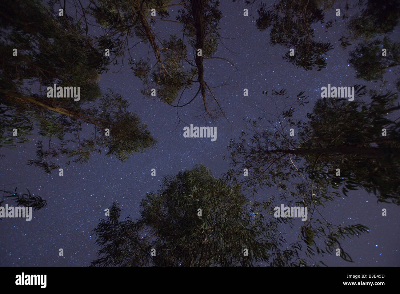 Vue verticale sur le ciel clair à peu près avec des étoiles brillant d'arbres. Banque D'Images