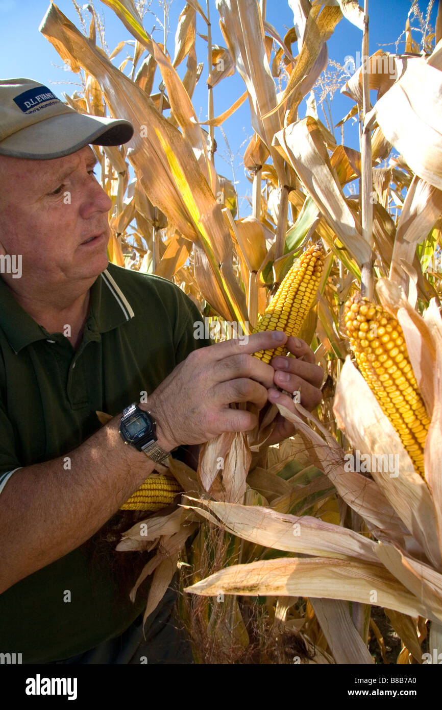 À la recherche d'agriculteurs à l'épi de maïs mûr dans Payette Comté Ohio USA Banque D'Images