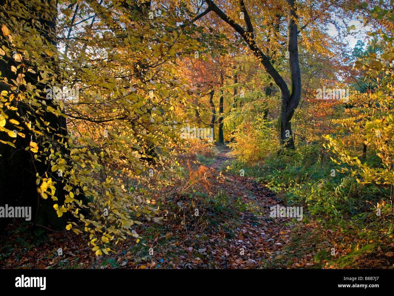 Piste boisée sur les artistes Lane sur 'The Edge' en automne, Wilmslow, Cheshire, England, UK Banque D'Images