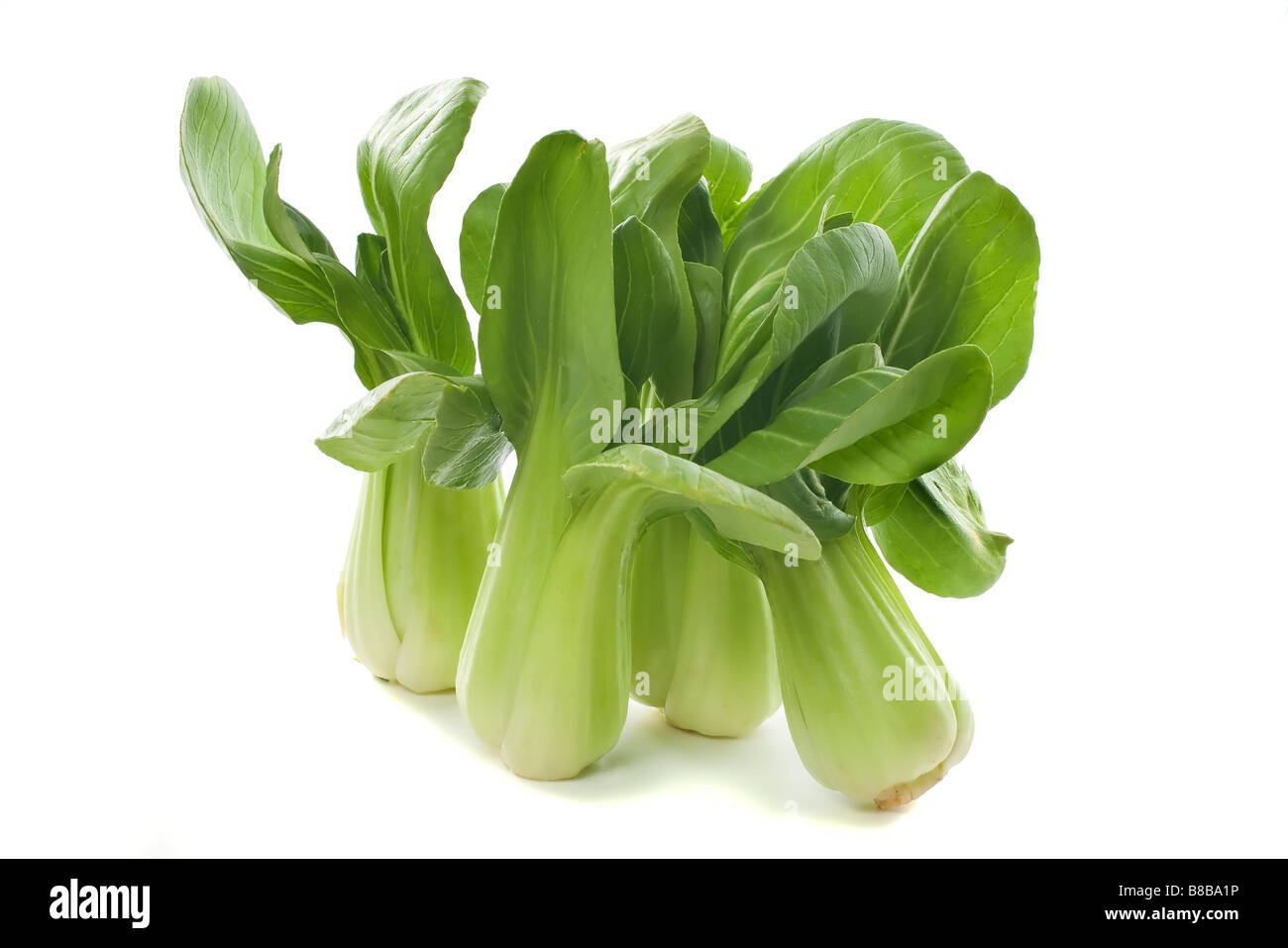 Bébé bébé vert frais les tiges de bok choy Banque D'Images