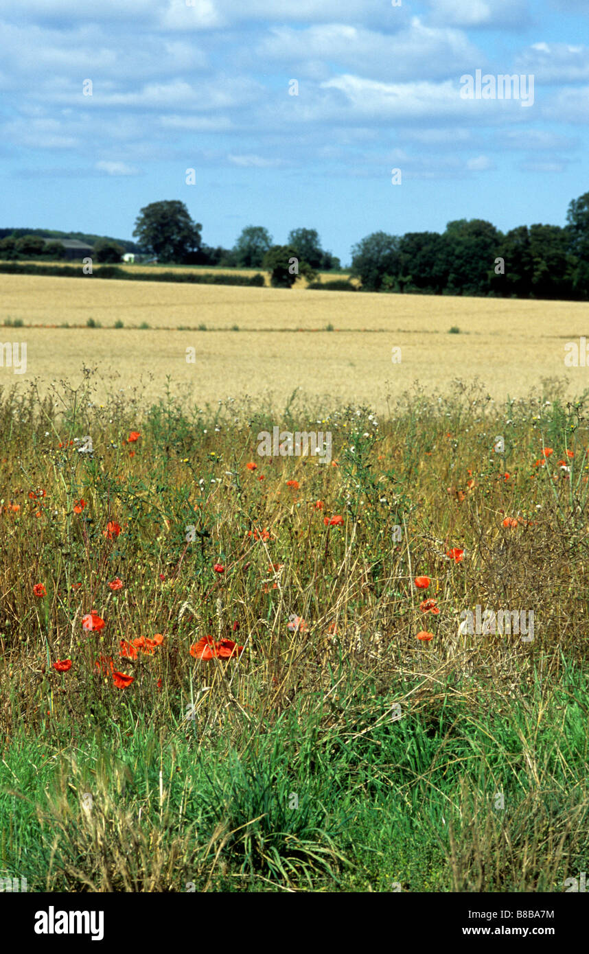 Coquelicots et plantes sauvages de croître à la lisière d'un champ de blé pour favoriser la Banque D'Images