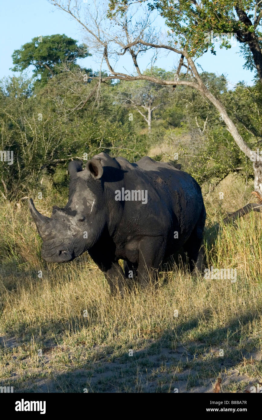 Le rhinocéros blanc (ceratotherium simin) Landolozi Private Game Reserve, Kruger National Park, Afrique du Sud Banque D'Images