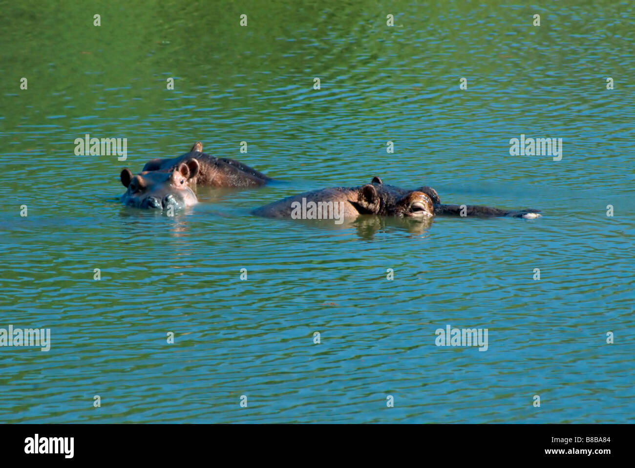 Étang des hippopotames, Landolozi Private Game Reserve, Kruger National Park, Afrique du Sud Banque D'Images
