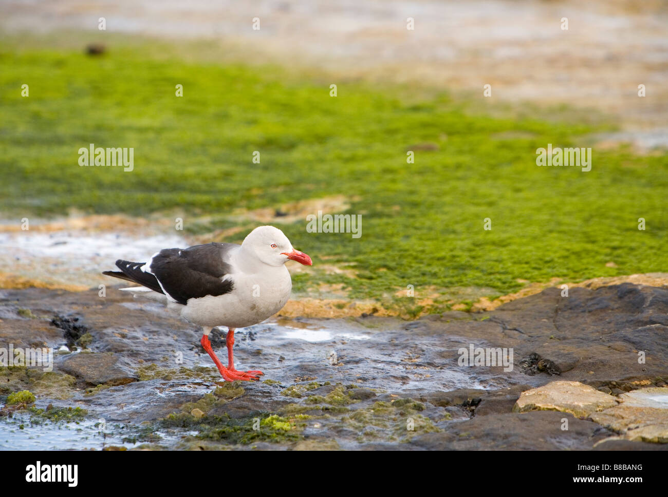 Un dauphin cerclé (Leucophaeus scoresbii) sur l'administration des îles Falkland. Banque D'Images