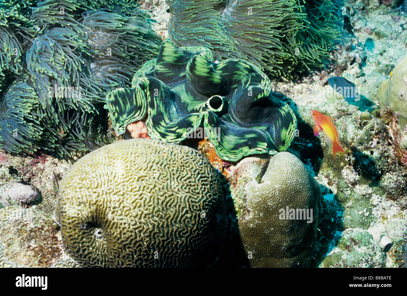 Bénitier. Les bivalves. Tridacnidae. Tridacna maxima. La vie marine sous-marine des Maldives. Banque D'Images