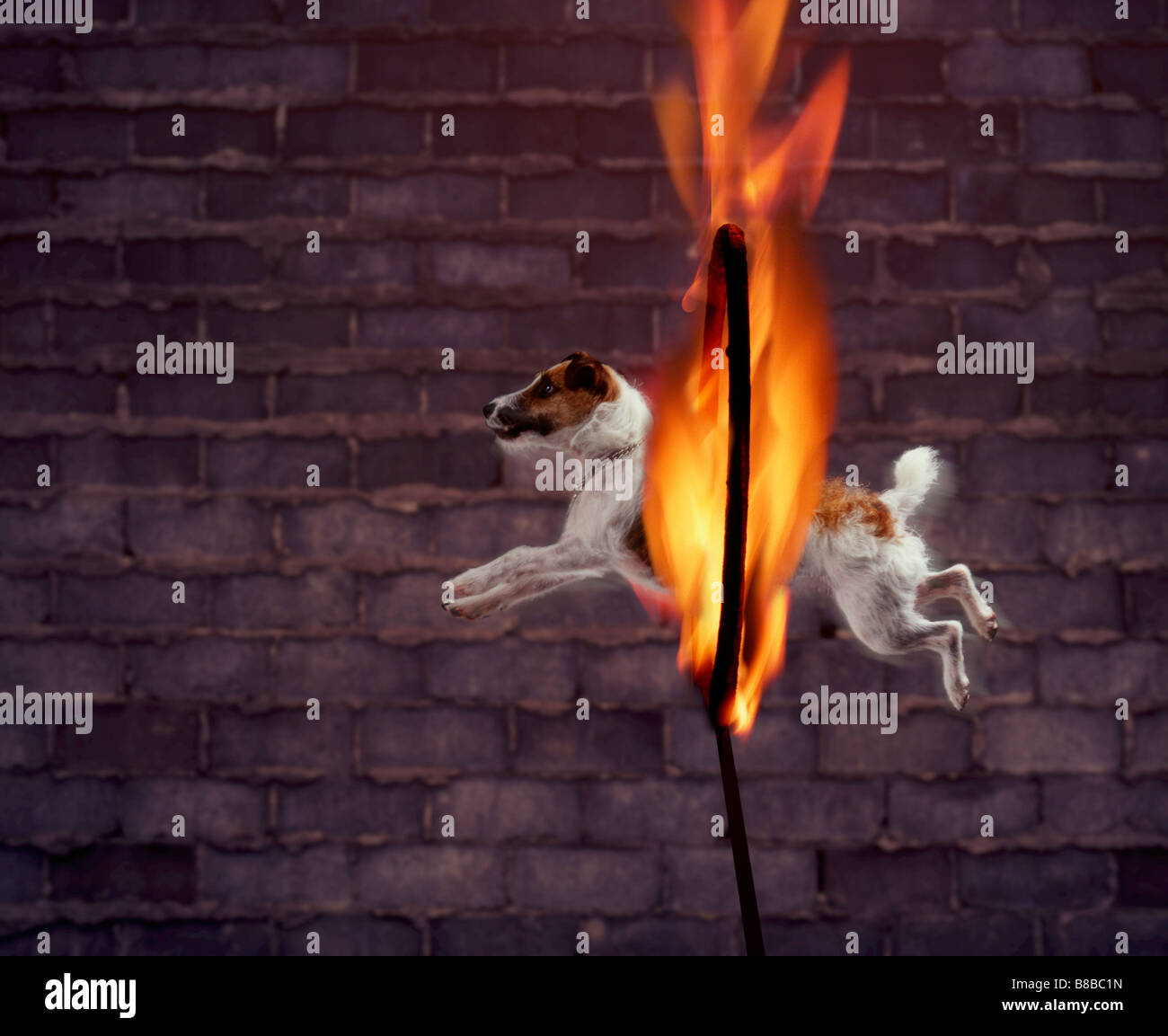 Juan Houston ; petit chien sautant Fire Hoop Banque D'Images