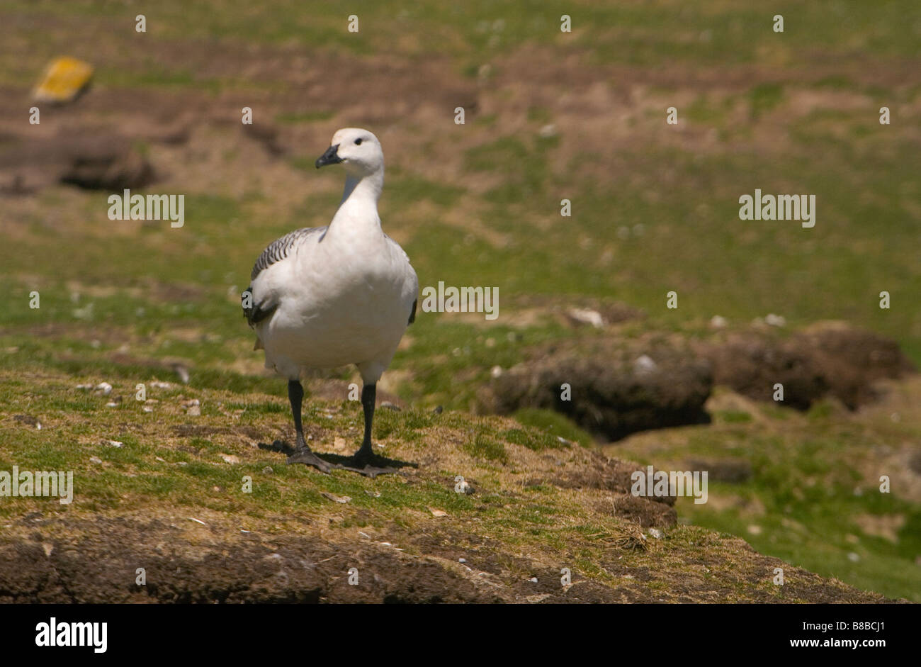 Rousse (Chloephaga picta Upland leucoptera) sur les îles Falkland. Banque D'Images