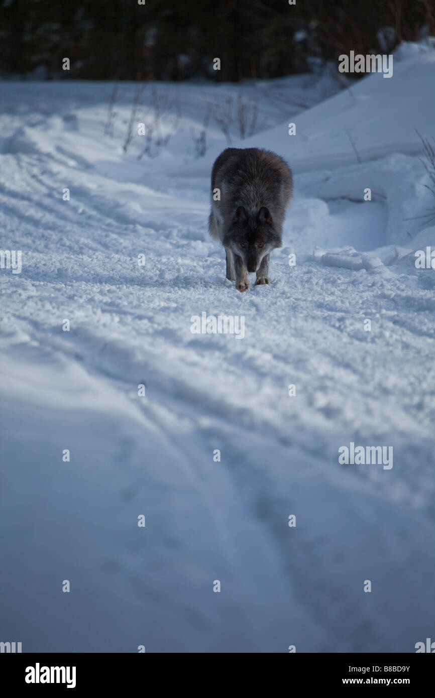Le loup marcher vers la caméra, Canadian Rockies, Canada Banque D'Images