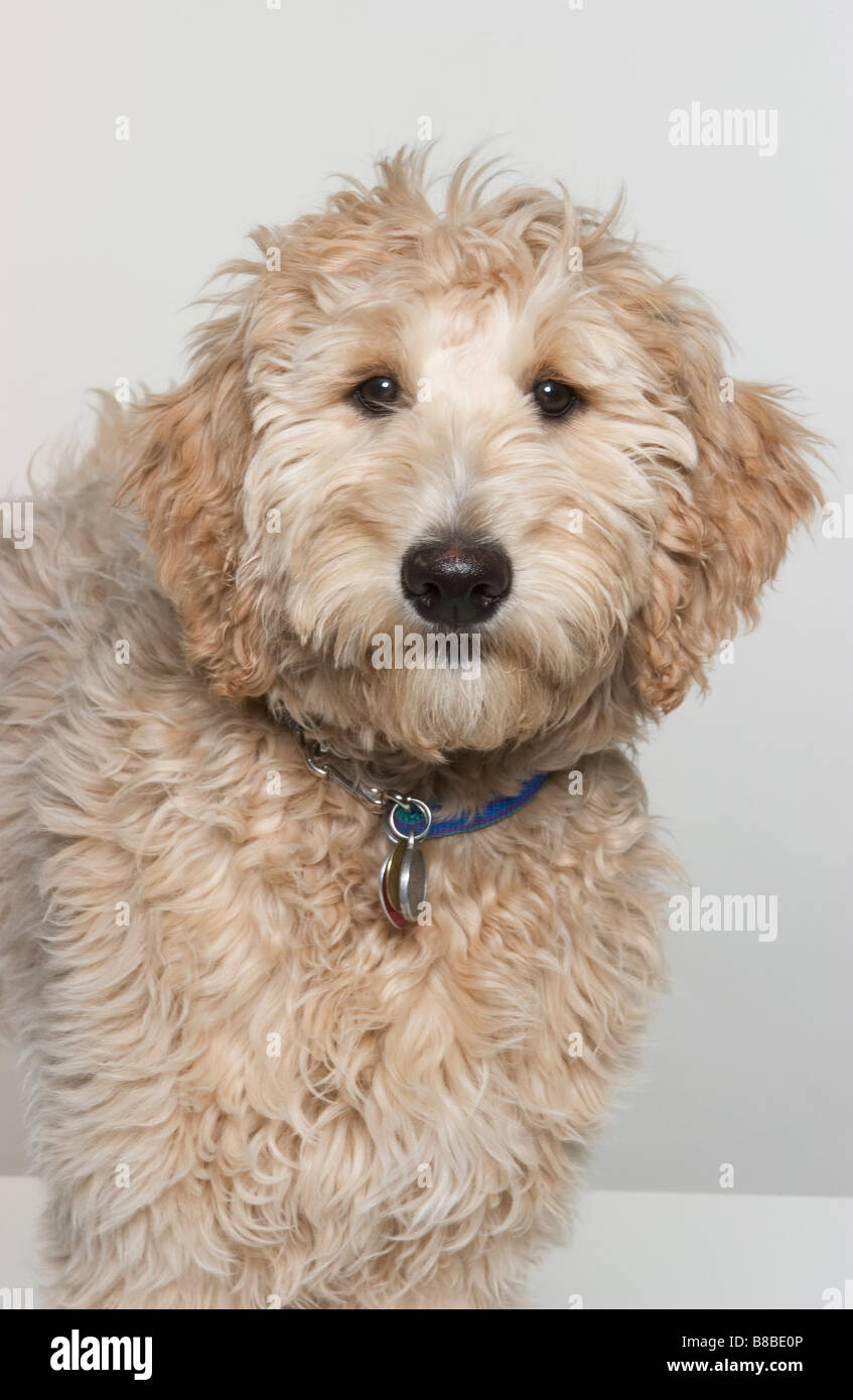 Golden Doodle Banque D'Images