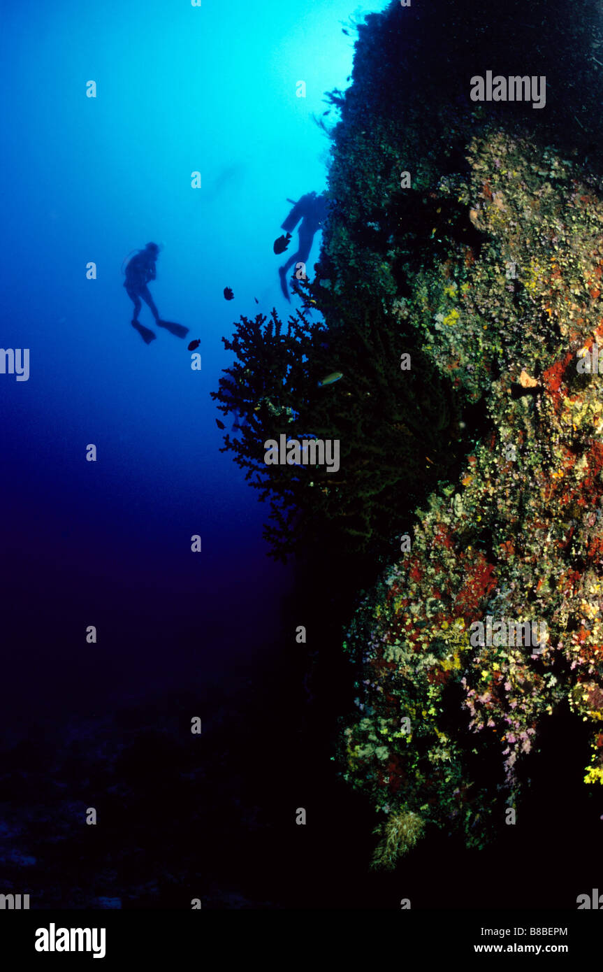 Les plongeurs sur le trek retour à la surface, le mur du récif, dans les Maldives. La vie marine sous-marine des Maldives. Banque D'Images