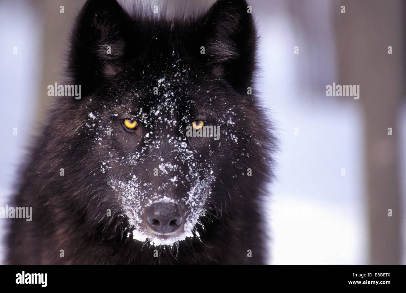 Loup noir Banque de photographies et d'images à haute résolution - Alamy