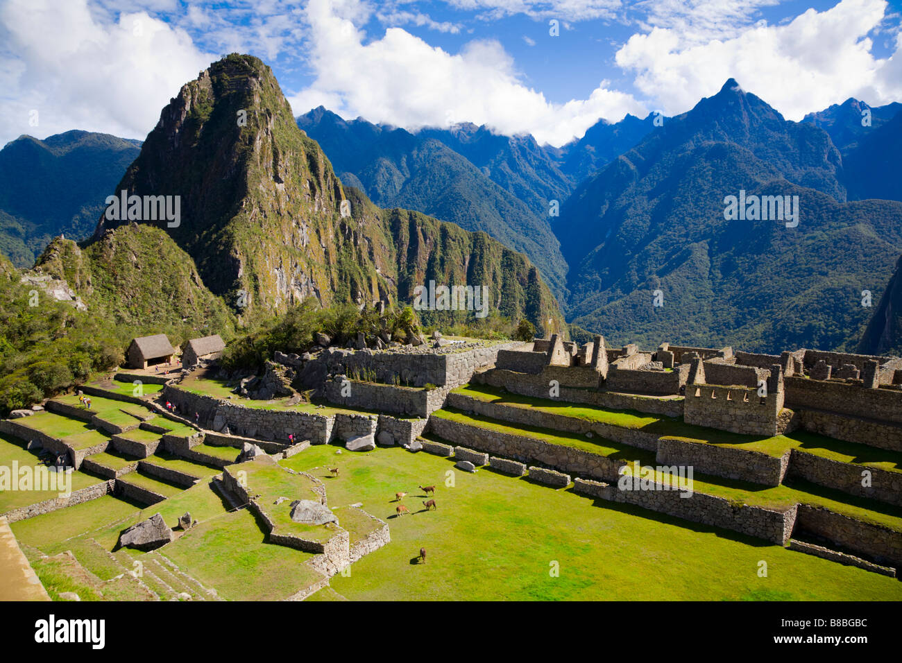 Les lamas à Machu Picchu Banque D'Images