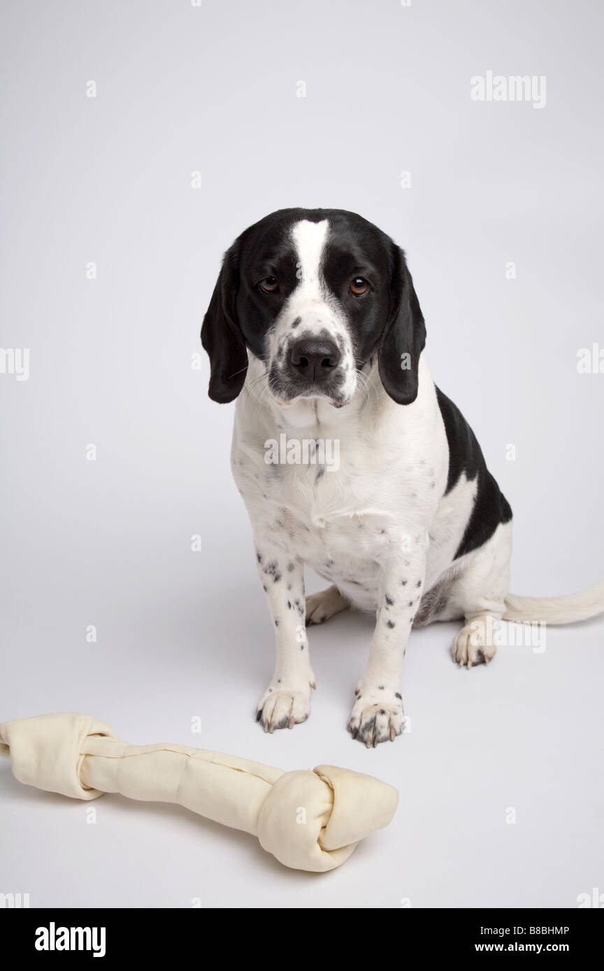 Springer Spaniel chien os énorme Mix Banque D'Images