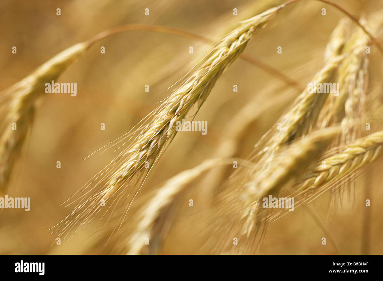 Close up Wheat Field Banque D'Images