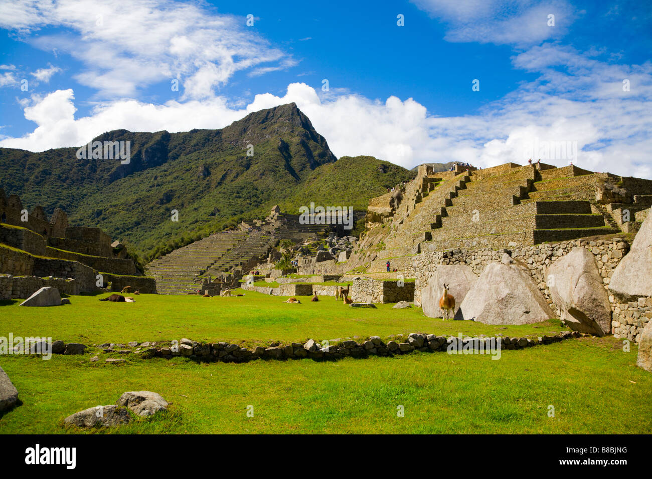Les lamas à Machu Picchu Banque D'Images