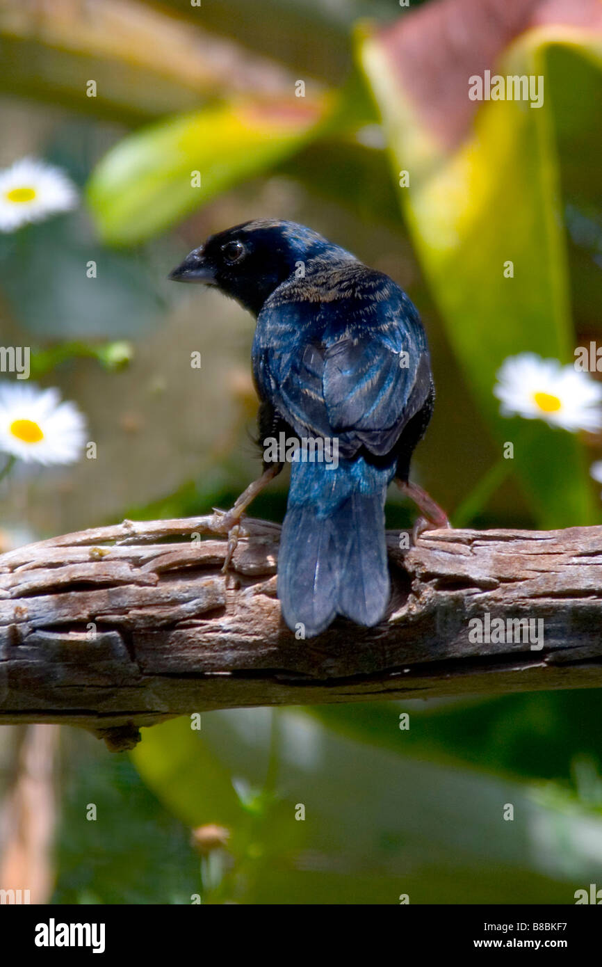Jacarini 'bleu noir', 'Volatinia jacarina grassquit finch' Banque D'Images