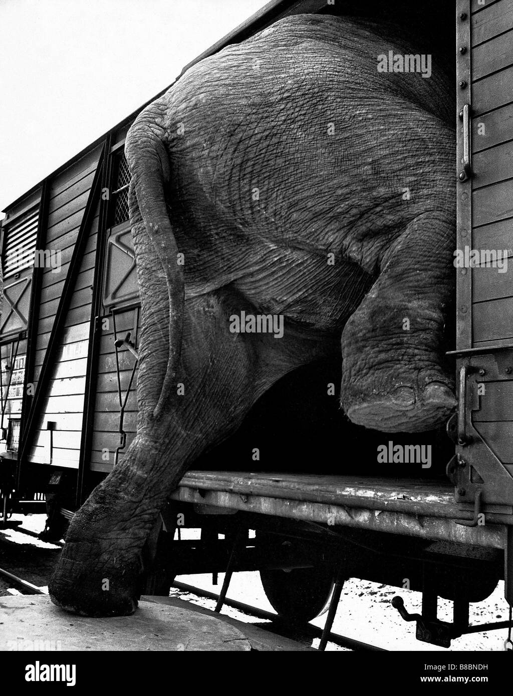 FL3231, Polfoto Éléphant Train Voiture d'embarquement ; Banque D'Images