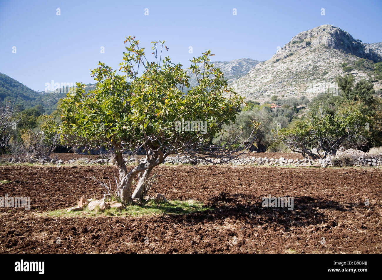 Dans les terres agricoles turques campagne près de Sidyma en Turquie Banque D'Images