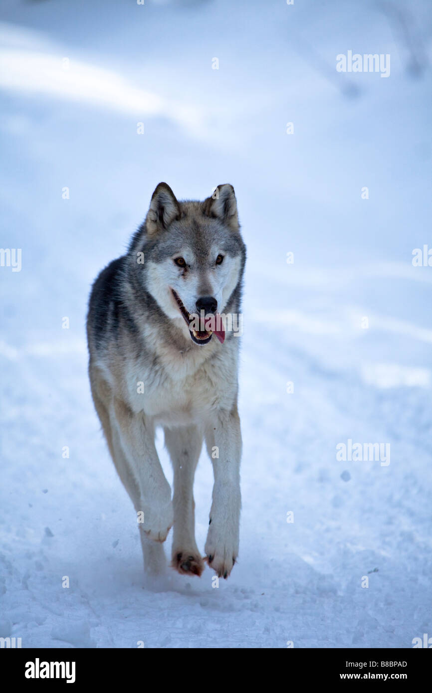 Wolf s'exécutant dans la neige en Colombie-Britannique Banque D'Images