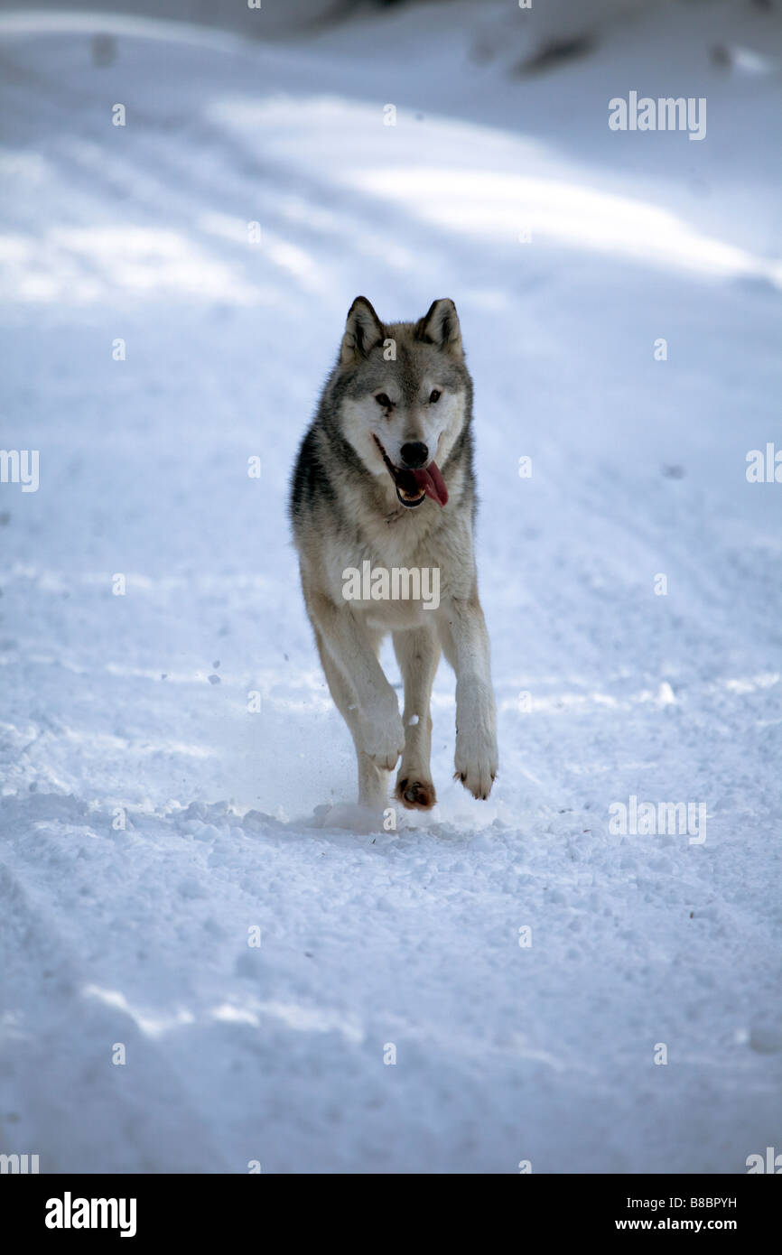Wolf s'exécutant dans la neige dans les Rocheuses canadiennes Banque D'Images