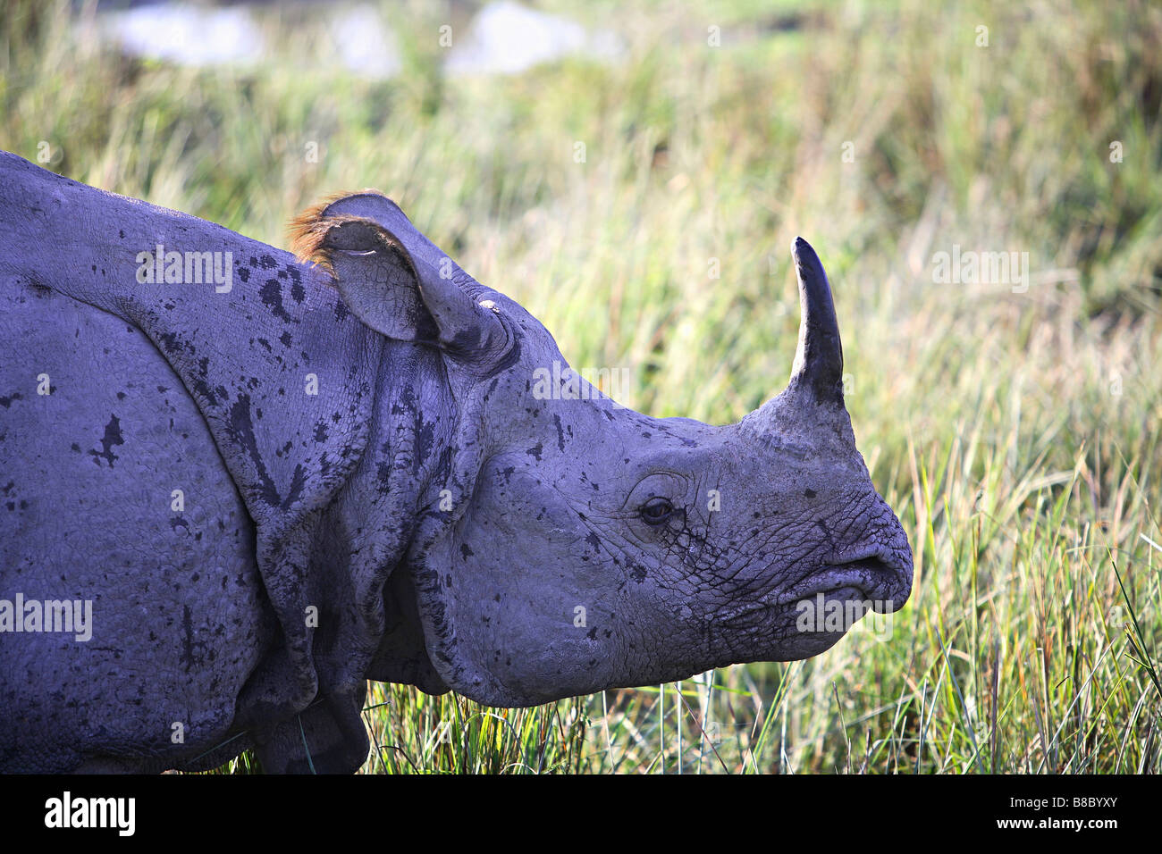 Un rhinocéros indien, Cornu (Rhinoceros unicornis) au parc national de Kaziranga, Assam, Inde. Banque D'Images