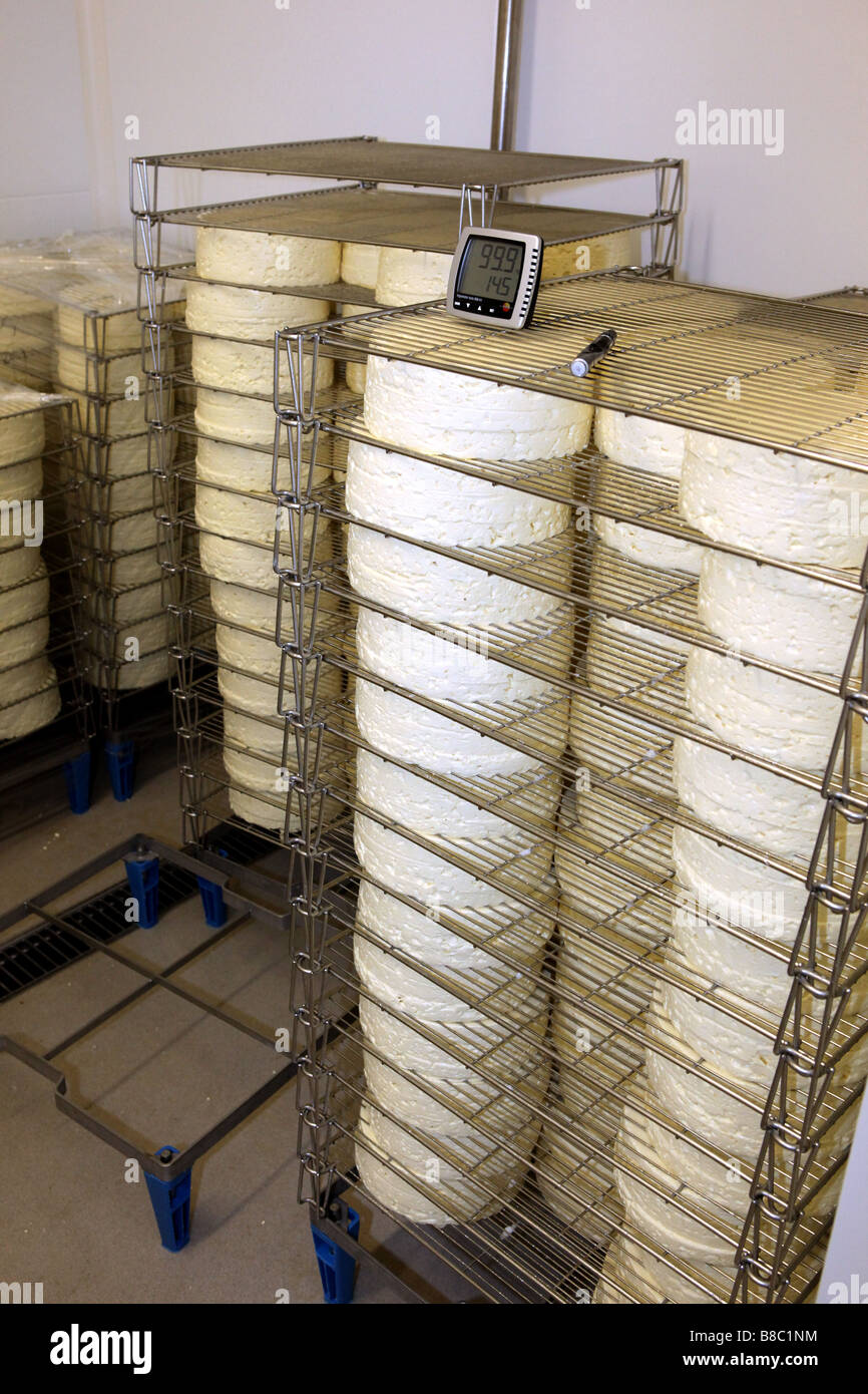 Portoirs de fromage doux séchage réglage dans une chambre froide à pied  dans le refroidisseur cellier dans un petit fromage factory UK Photo Stock  - Alamy
